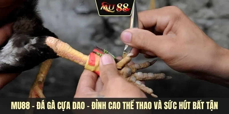 Đá gà cựa dao - Đỉnh cao thể thao và sức hút bất tận