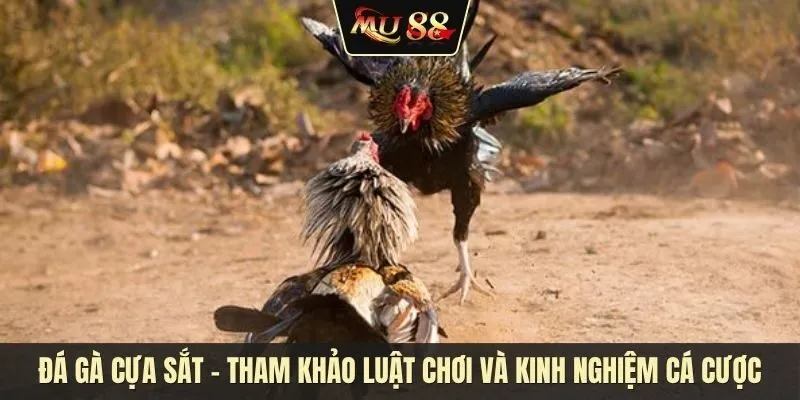 Đá gà cựa sắt - Tham khảo luật chơi và kinh nghiệm cá cược