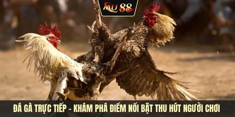 Đá gà trực tiếp - Khám phá điểm nổi bật thu hút người chơi đông đảo