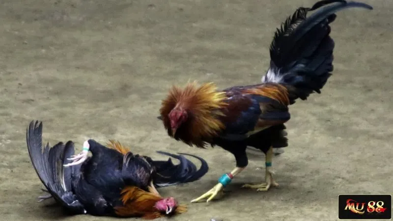 Điểm khác biệt giữa đá gà cựa sắt và cựa dao Điểm khác biệt giữa đá gà cựa sắt và cựa dao