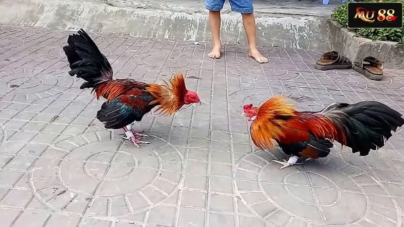Điểm nổi bật của đá gà hình thức truyền thống