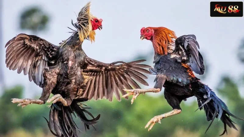 Giới thiệu tổng quan về đá gà truyền thống