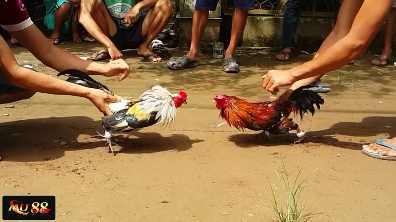 Nên lựa chọn hình thức đá nào? Nên lựa chọn hình thức đá nào?